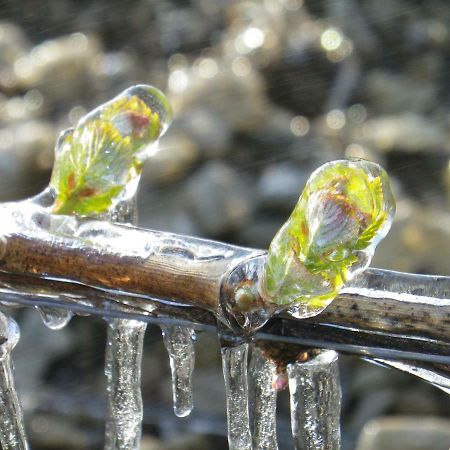 Gite Les Auregats Maligny Bagian luar foto